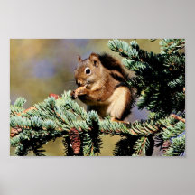 Rotes Eichhörnchen Plakatdrucke