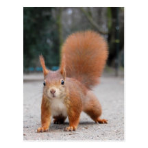 Rotes Eichhörnchen Postkarten