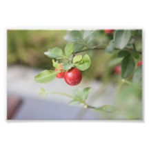Rotes fruchtiges fotodrucke