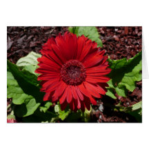 Rotes Gerber Gänseblümchen Grußkarten
