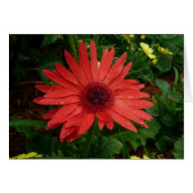 Rotes Gerber Gänseblümchen Grußkarten