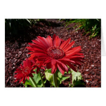 Rotes Gerber Gänseblümchen Grußkarten