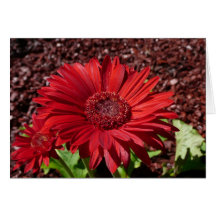 Rotes Gerber Gänseblümchen Grußkarten