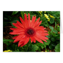 Rotes Gerber Gänseblümchen Karte