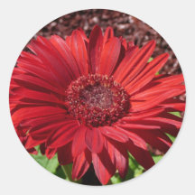 Rotes Gerber Gänseblümchen Runder Sticker
