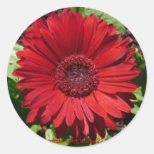 Rotes Gerber Gänseblümchen Sticker