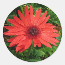 Rotes Gerber Gänseblümchen Sticker