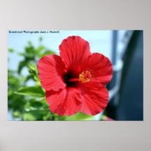 Rotes Hibiskus-Plakat