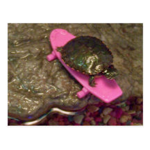 Rotes ohriges Schieber-Schildkröte-ReitSkateboard Postkarten