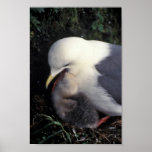 Rotfüßiger Kittiwake, der Junge füttert Poster