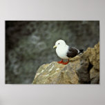 Rotfüßiger Kittiwake Plakate