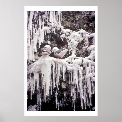 Rotfüßiger Kittiwake Poster