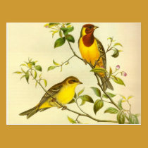Rothaarige FlaggeEmberiza bruniceps postkarten