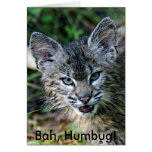 Rotluchs, Bah, Humbug! Karte