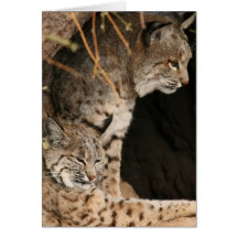 Rotluchs-Fotos Greetign Karte