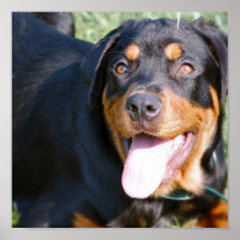 Rottweiler Hundedruck Plakate