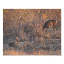 Rotwild, die am Sonnenuntergang - Foto-Druck still