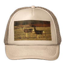 Rotwild-morgens Wiese Kultcaps