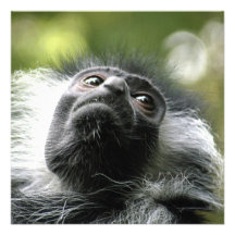 Ruandacolobus-Affe-Einladung