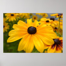 Rudbeckia-schwarzes mit Augen Susan-Plakat