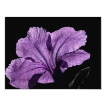 Ruellia Blüte Photodrucke
