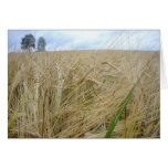 Rye-Pflanzen-Samen Karten