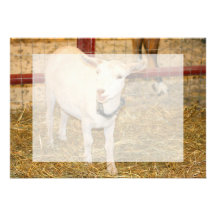 Saanen doeling Ziegenmund offen Individuelle Einladungen