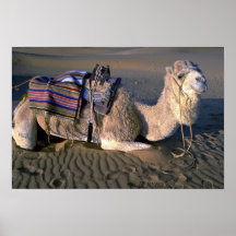 Sahara-Wüste nahe Merzouga, Marokko Plakatdrucke