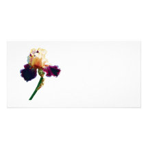 Sahne- und magentarote Iris Foto Karten