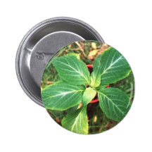 Salvia divinorum Knopf-Abzeichen Buttons