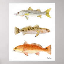 Salzwasser-Spiel-Fische Snook, Seatrout u. Rotbars Plakatdrucke