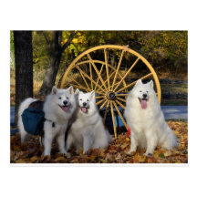 Samoyed - PVSC - Blätter Postkarte