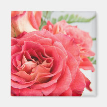 Samtartige rosa Rosen Magnete