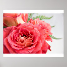 Samtartige rosa Rosen Plakatdruck