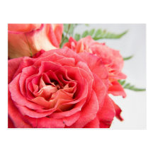 Samtartige rosa Rosen Postkarten