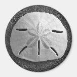 Sand-Dollar-SeeMuschel-Strand-Magnet Kühlschrankmagnet