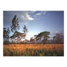 Sand-Kiefer und Segge-Gras. Osceola County, Florid Photos