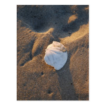 Sanddollar auf dem Strand Postkarten