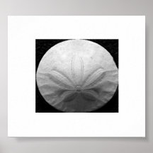 Sanddollar Plakat
