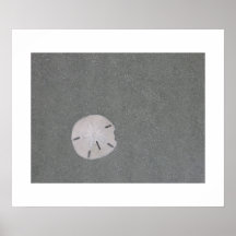 Sanddollar Plakatdrucke