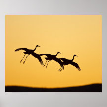 Sandhill Kranlandung am Sonnenuntergang Poster