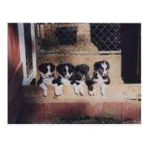Sänfte der Border-Collie-Welpen-Hundepostkarte