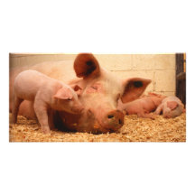 Sau und Ferkel Foto Grußkarte