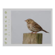 Savanne-Spatz Postkarten