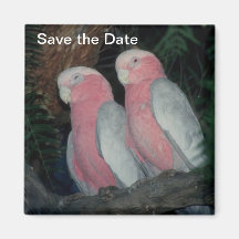 Save the Date Magnet-Liebe-Vögel Magnets