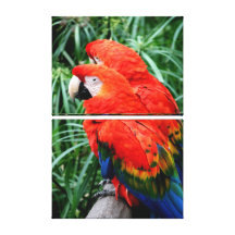 Scalet Macaw Galerie Falt Leinwand
