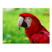 Scarlet Macaw Ara Macao American Parrot Postcard