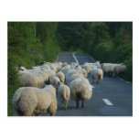 Schaf-Straßen-Lämmer Postkarten