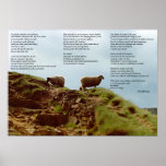 Schafe friedvoll in der Ruhe auf Gebirgsdesiderata Posterdruck