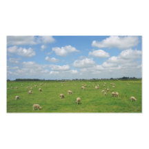 Schafe Weiden-in der kleinen Foto-Karte Visitenkarte